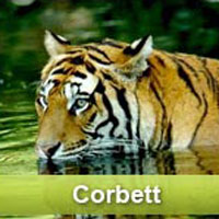 Service Provider of Delhi To Nainital To Corbett Tour Delhi Delhi 